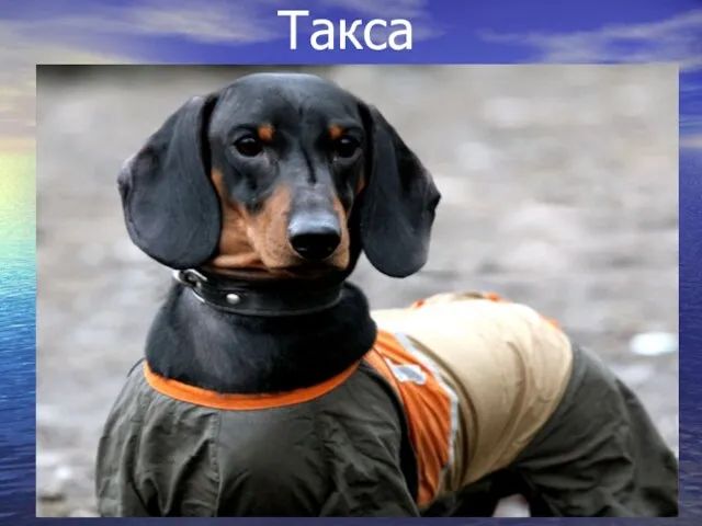 Такса