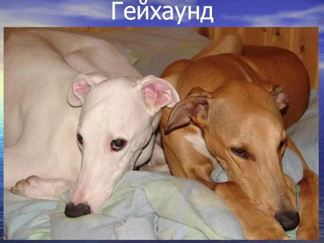 Гейхаунд