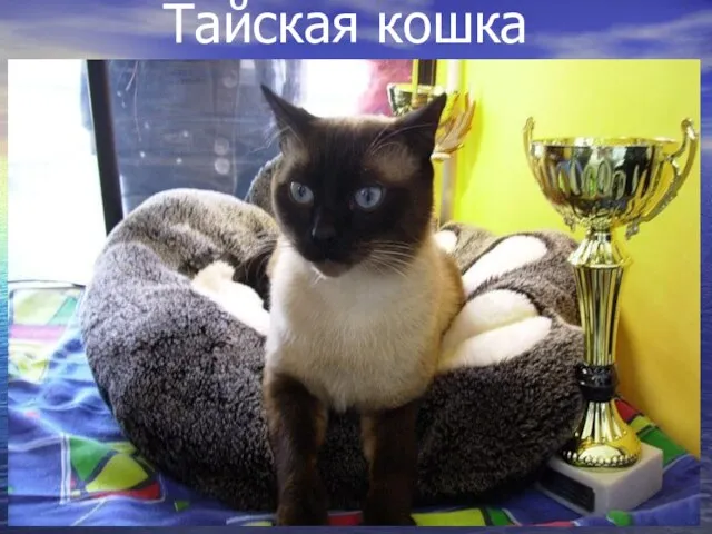 Тайская кошка