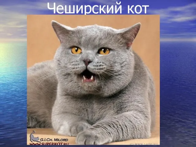 Чеширский кот