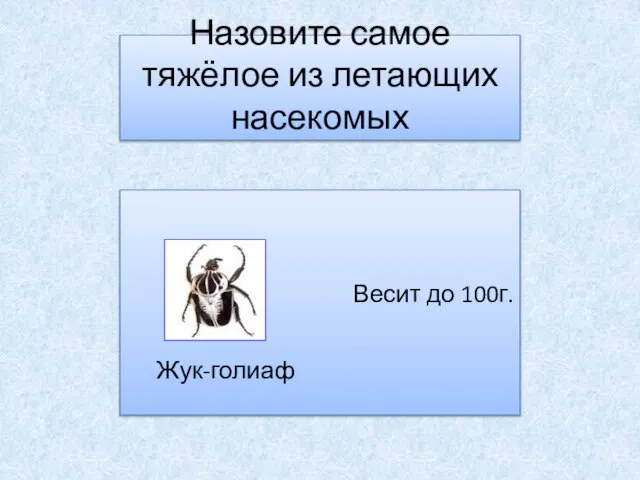 Назовите самое тяжёлое из летающих насекомых Весит до 100г. Жук-голиаф