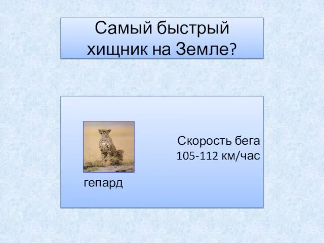 Самый быстрый хищник на Земле? Скорость бега 105-112 км/час гепард