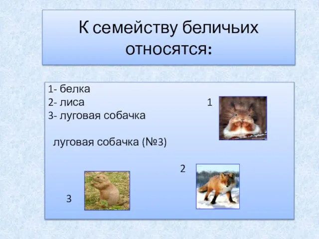 К семейству беличьих относятся: 1- белка 2- лиса 1 3- луговая собачка