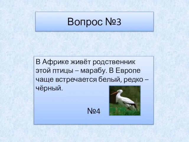 Вопрос №3 В Африке живёт родственник этой птицы – марабу. В Европе
