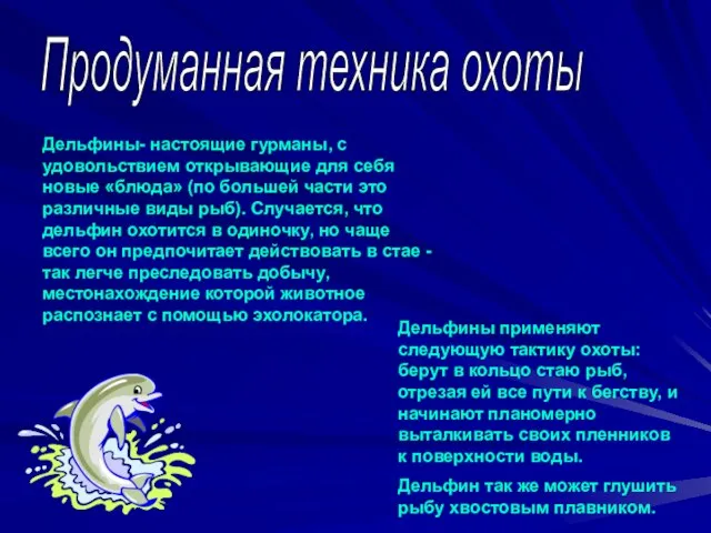 Продуманная техника охоты Дельфины- настоящие гурманы, с удовольствием открывающие для себя новые