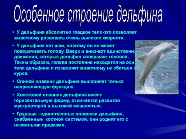 Особенное строение дельфина У дельфина абсолютно гладкое тело-это позволяет животному развивать очень