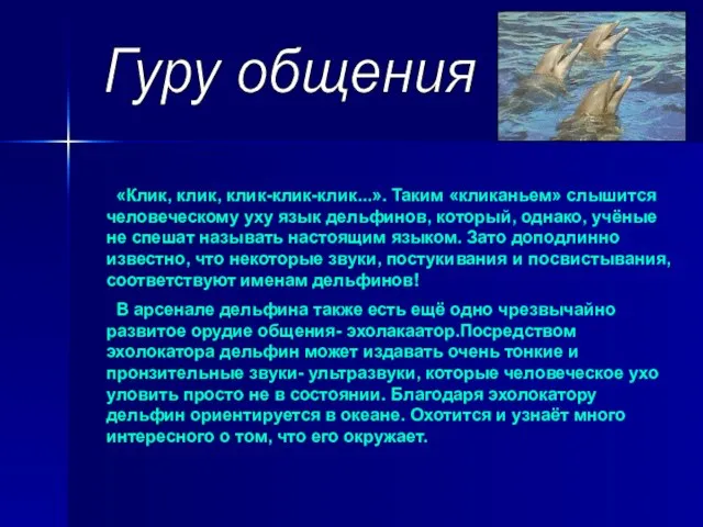 Гуру общения «Клик, клик, клик-клик-клик...». Таким «кликаньем» слышится человеческому уху язык дельфинов,