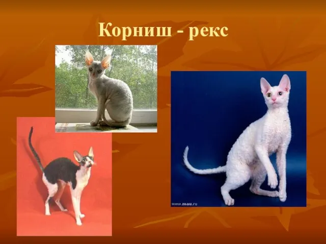 Корниш - рекс