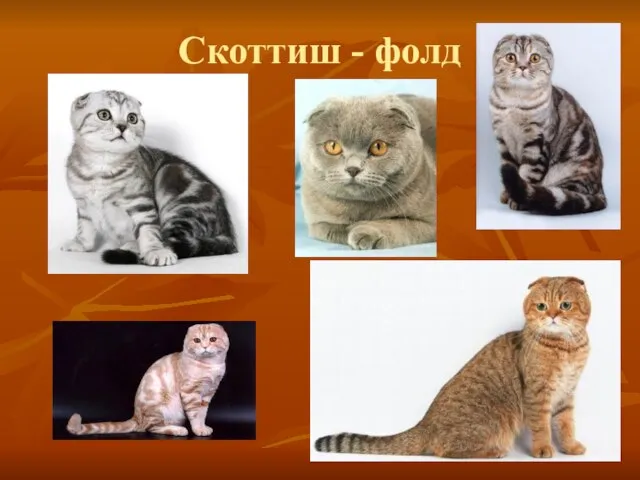 Скоттиш - фолд