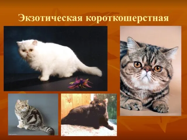 Экзотическая короткошерстная