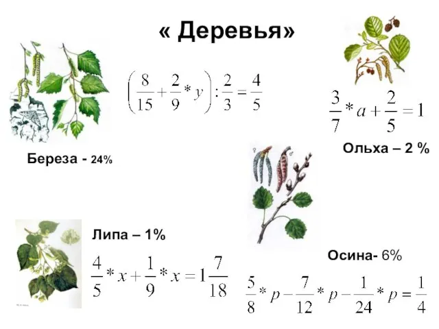 « Деревья» Береза - 24% Липа – 1% Осина- 6% Ольха – 2 %