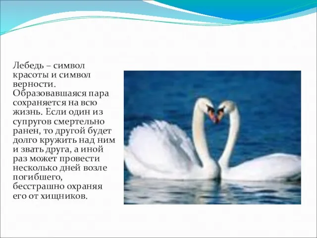 Лебедь – символ красоты и символ верности. Образовавшаяся пара сохраняется на всю