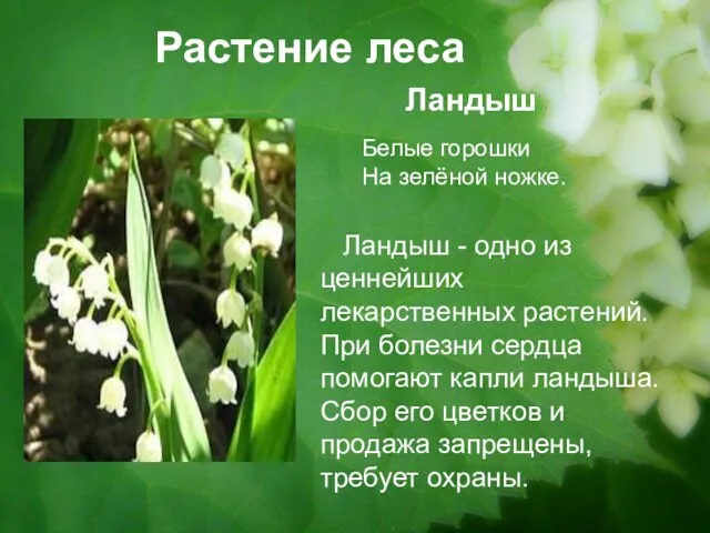 Растение леса Ландыш Ландыш - одно из ценнейших лекарственных растений. При болезни