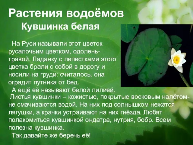 Растения водоёмов Кувшинка белая На Руси называли этот цветок русалочьим цветком, одолень-травой.