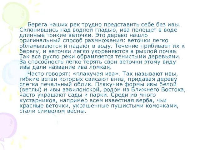 Берега наших рек трудно представить себе без ивы. Склонившись над водной гладью,