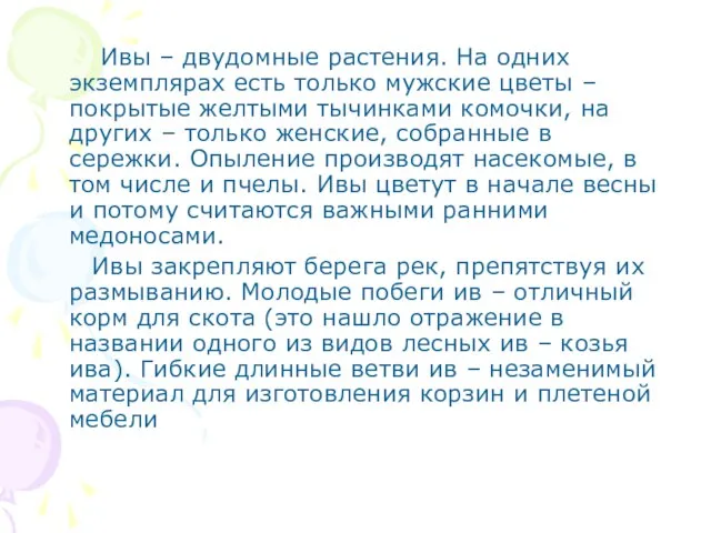 Ивы – двудомные растения. На одних экземплярах есть только мужские цветы –