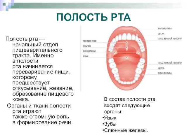 ПОЛОСТЬ РТА Полость рта — начальный отдел пищеварительного тракта. Именно в полости
