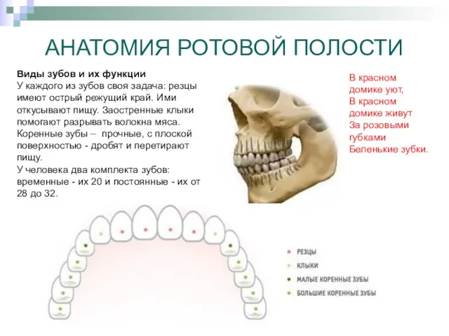 АНАТОМИЯ РОТОВОЙ ПОЛОСТИ Виды зубов и их функции У каждого из зубов