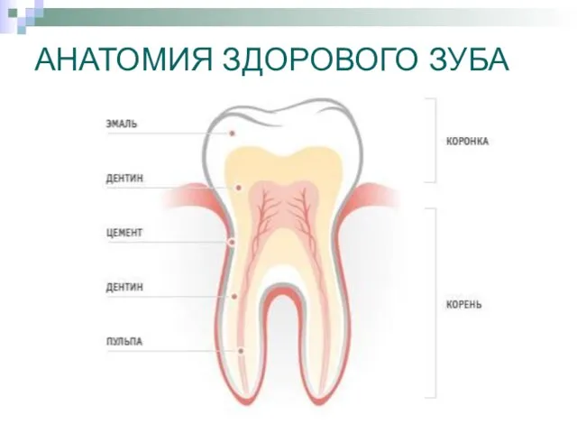 АНАТОМИЯ ЗДОРОВОГО ЗУБА