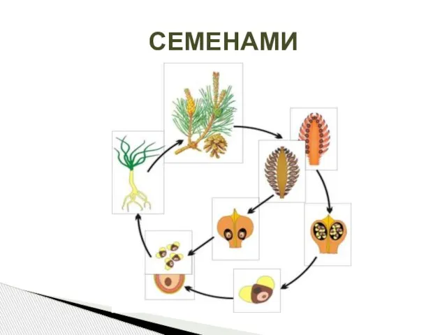 СЕМЕНАМИ