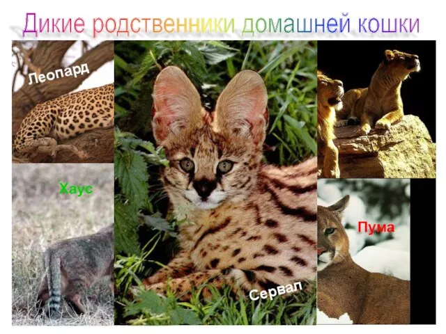 Дикие родственники домашней кошки Леопард Лев Хаус Сервал Пума