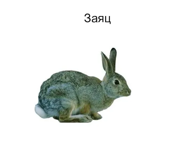 Заяц