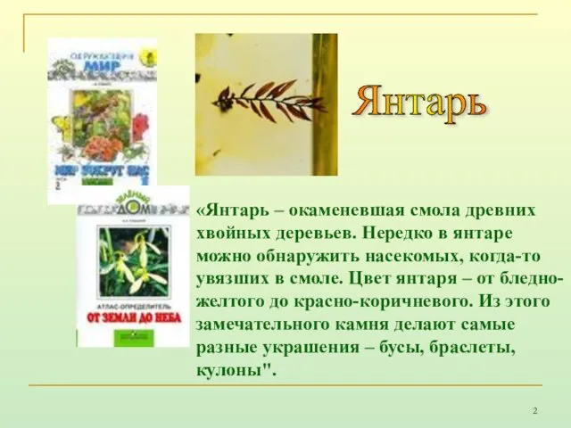 «Янтарь – окаменевшая смола древних хвойных деревьев. Нередко в янтаре можно обнаружить