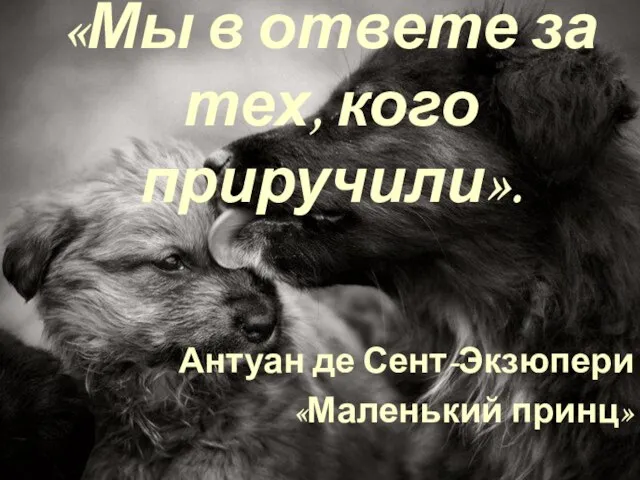 «Мы в ответе за тех, кого приручили». Антуан де Сент-Экзюпери «Маленький принц»