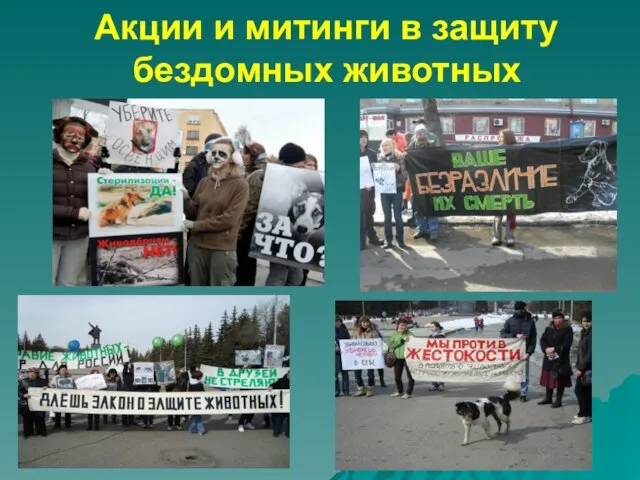 Акции и митинги в защиту бездомных животных