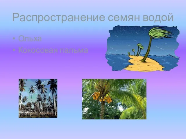 Распространение семян водой Ольха Кокосовая пальма