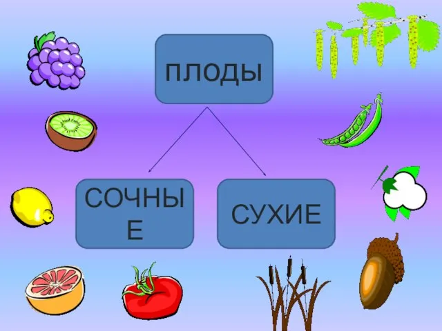 плоды СУХИЕ СОЧНЫЕ