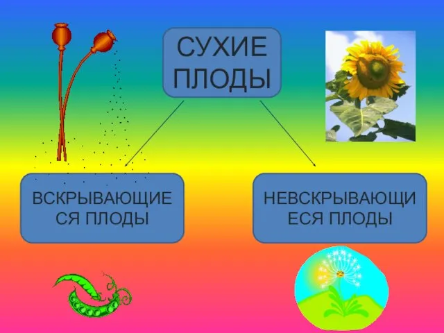 СУХИЕ ПЛОДЫ ВСКРЫВАЮЩИЕСЯ ПЛОДЫ НЕВСКРЫВАЮЩИЕСЯ ПЛОДЫ