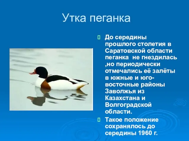 Утка пеганка До середины прошлого столетия в Саратовской области пеганка не гнездилась