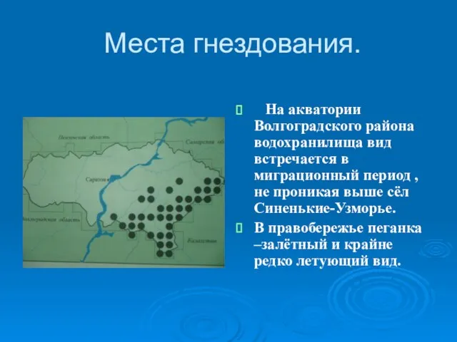 Места гнездования. На акватории Волгоградского района водохранилища вид встречается в миграционный период