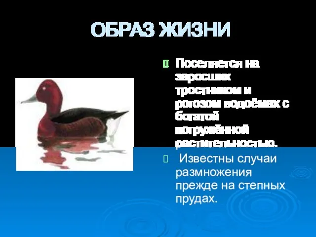 ОБРАЗ ЖИЗНИ Поселяется на заросших тростником и рогозом водоёмах с богатой погружённой