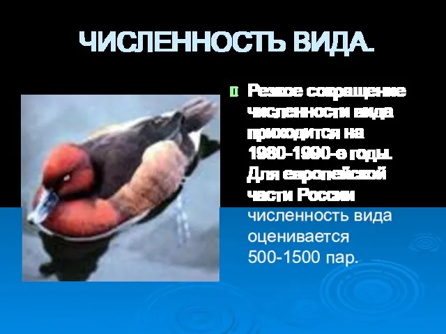 ЧИСЛЕННОСТЬ ВИДА. Резкое сокращение численности вида приходится на 1980-1990-е годы.Для европейской части