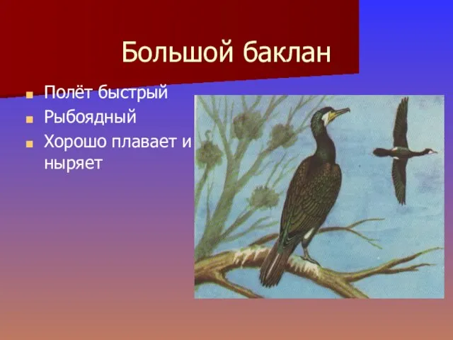 Большой баклан Полёт быстрый Рыбоядный Хорошо плавает и ныряет