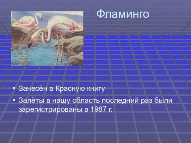 Фламинго Занесён в Красную книгу Залёты в нашу область последний раз были зарегистрированы в 1987 г.