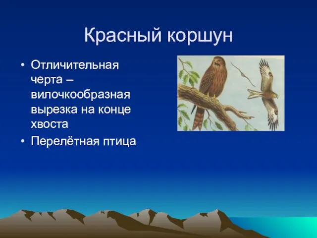 Красный коршун Отличительная черта – вилочкообразная вырезка на конце хвоста Перелётная птица