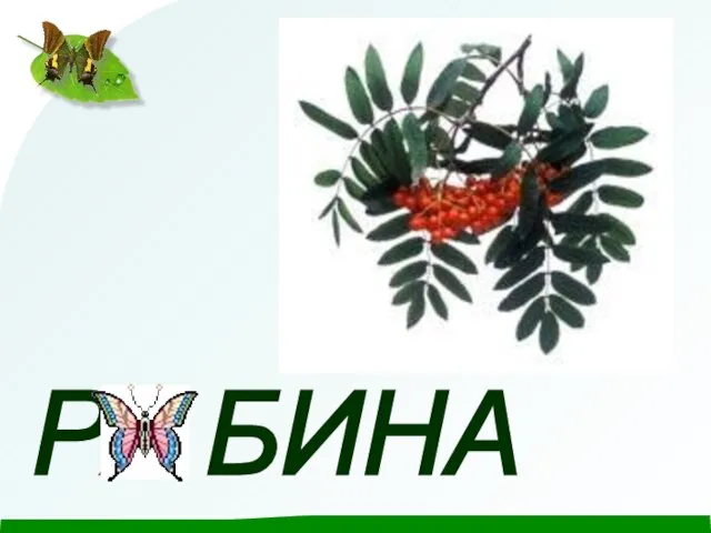 Р БИНА Я