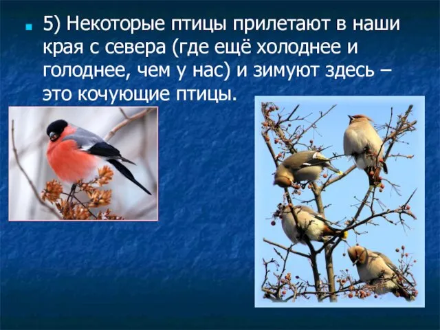 5) Некоторые птицы прилетают в наши края с севера (где ещё холоднее