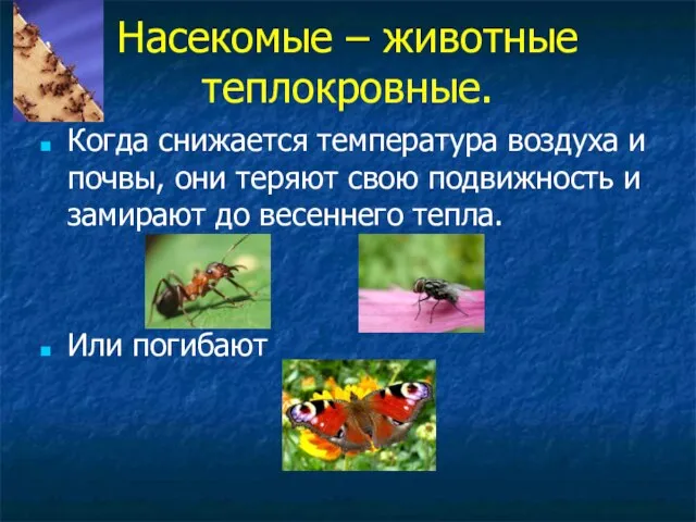 Насекомые – животные теплокровные. Когда снижается температура воздуха и почвы, они теряют