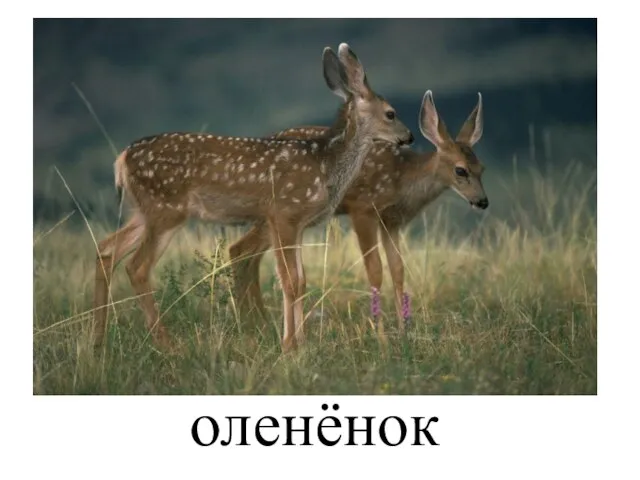 оленёнок