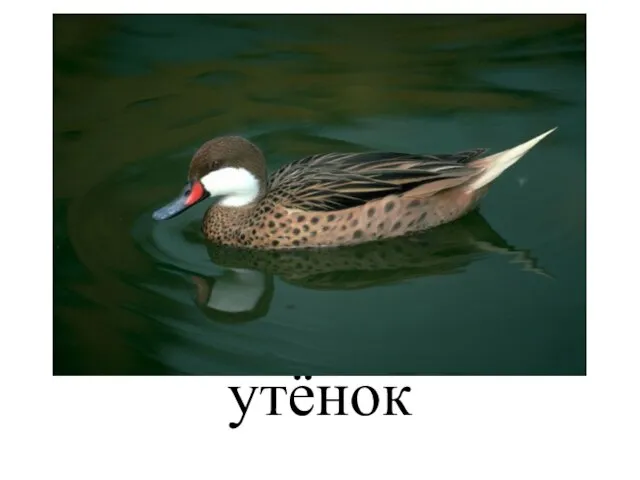 утёнок