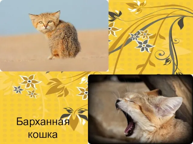 Барханная кошка