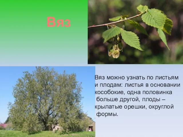 Вяз Вяз можно узнать по листьям и плодам: листья в основании кособокие,