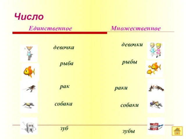 Число Единственное девочка рыба рак собака зуб Множественное девочки рыбы раки собаки зубы