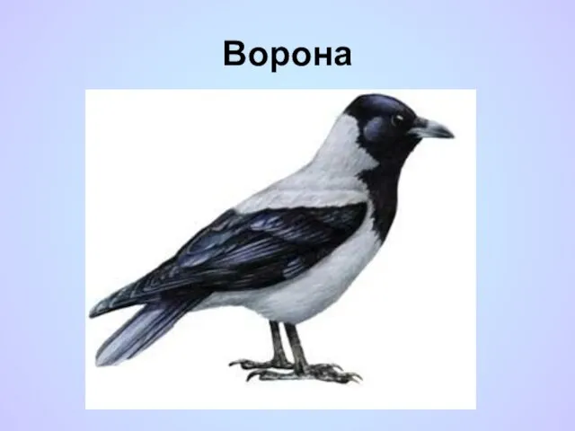 Ворона