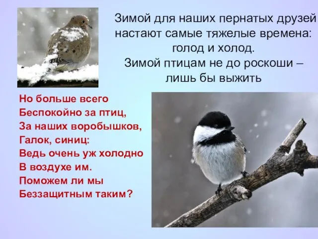 Зимой для наших пернатых друзей настают самые тяжелые времена: голод и холод.