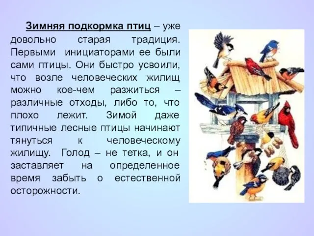 Зимняя подкормка птиц – уже довольно старая традиция. Первыми инициаторами ее были